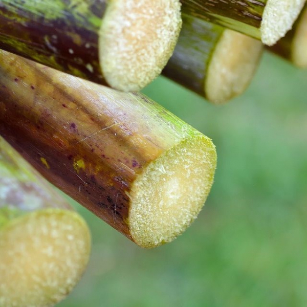 FSS Sugarcane Extract